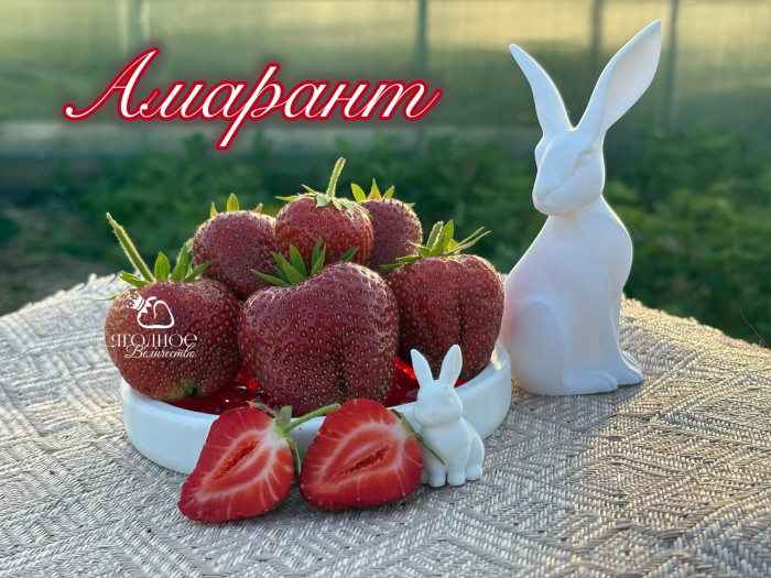 Клубника поздняя Амарант саженцы