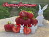 Клубника поздняя Великобритания саженцы