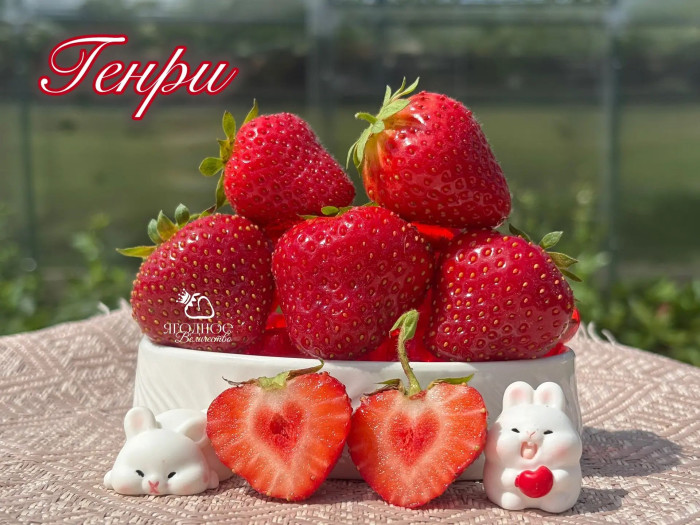 Клубника поздняя Генри саженцы