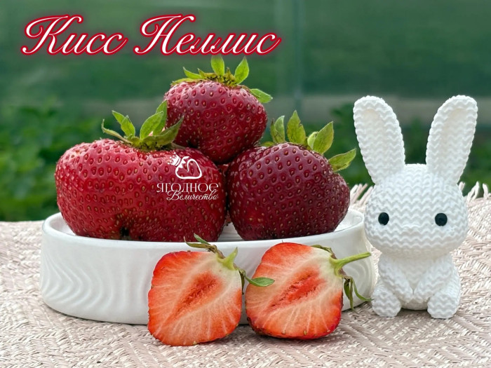 Клубника ранняя Кисс Неллис саженцы