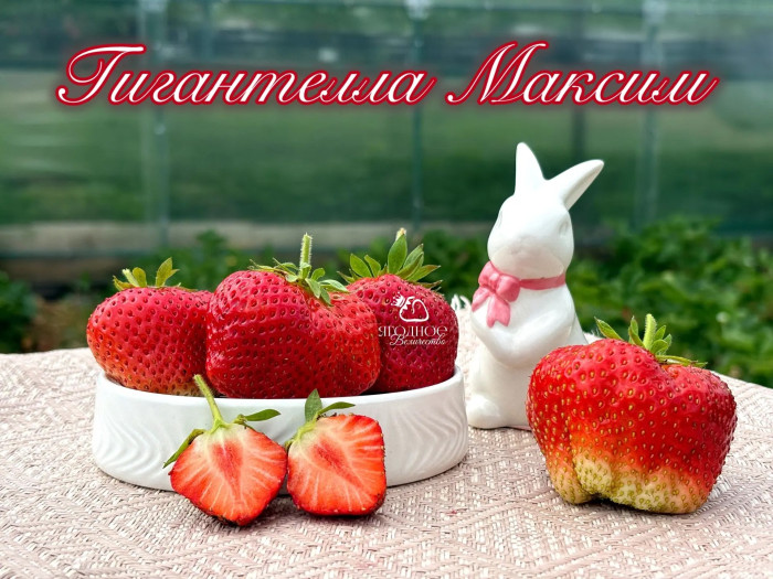 Клубника поздняя Гигантелла Максим саженцы