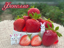 Клубника поздняя Фенелла саженцы