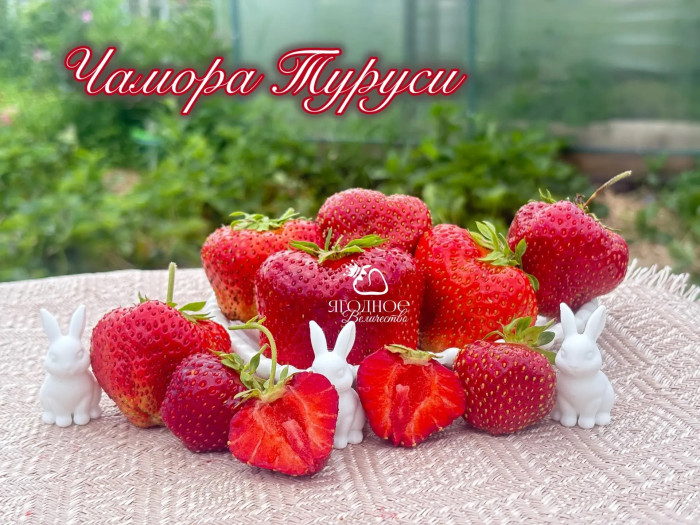 Клубника поздняя Чамора Туруси саженцы