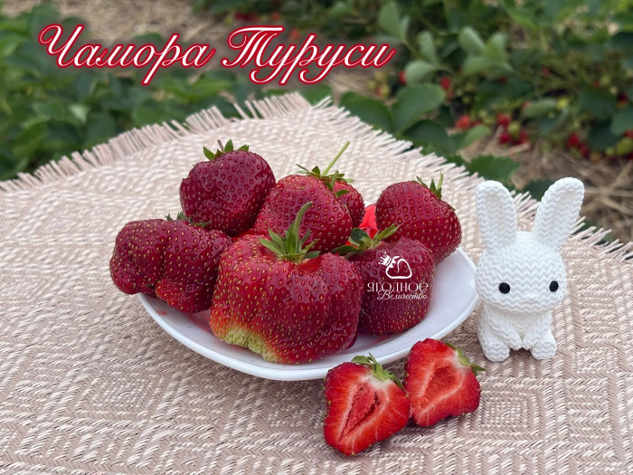Клубника поздняя Чамора Туруси саженцы