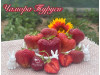 Клубника поздняя Чамора Туруси саженцы