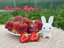 Клубника поздняя Чамора Туруси саженцы