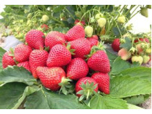 Клубника ранний Magnum - Магнум  саженцы