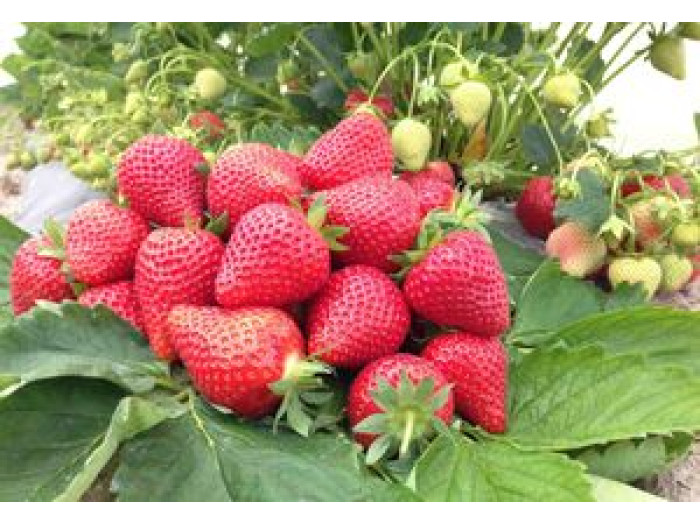 Клубника ранний Magnum - Магнум  саженцы