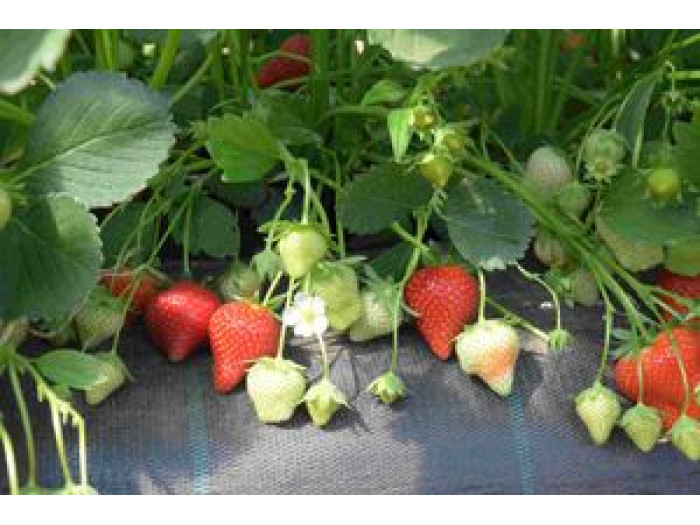 Клубника ранний Magnum - Магнум  саженцы