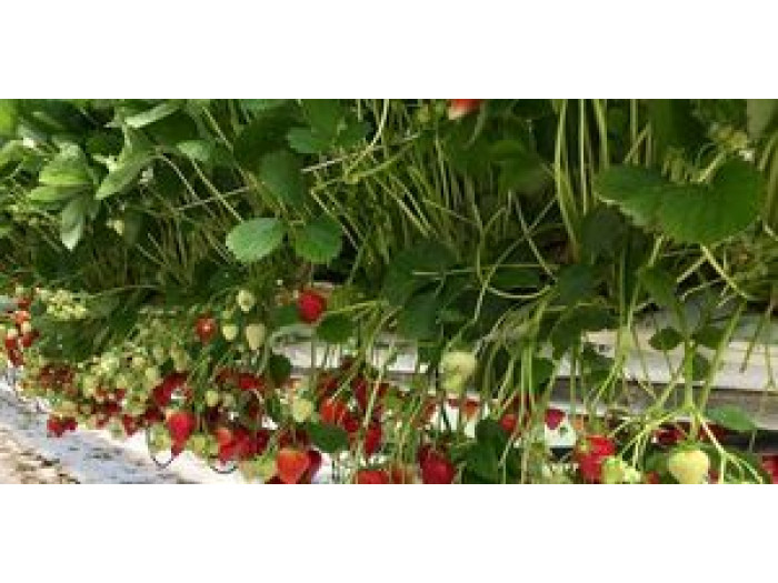 Клубника ранний Magnum - Магнум  саженцы