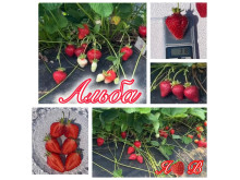 Клубника ранняя Альба  саженцы