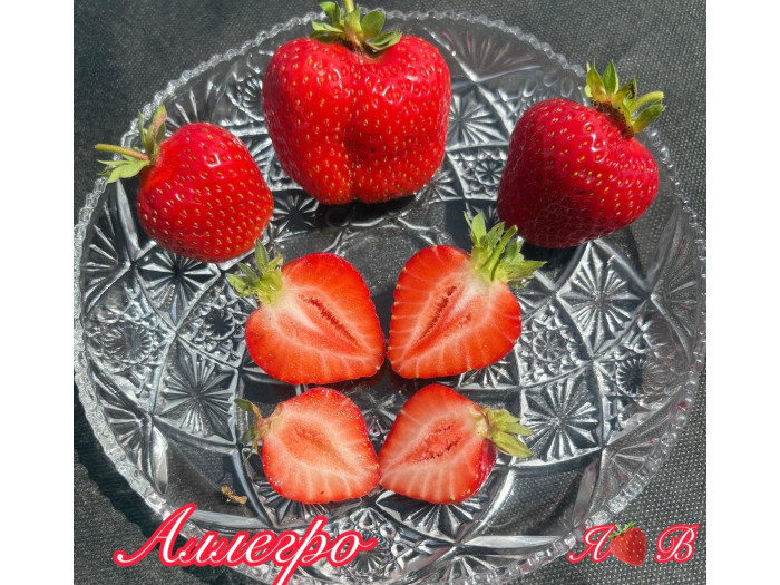 Клубника ранняя Аллегро саженцы