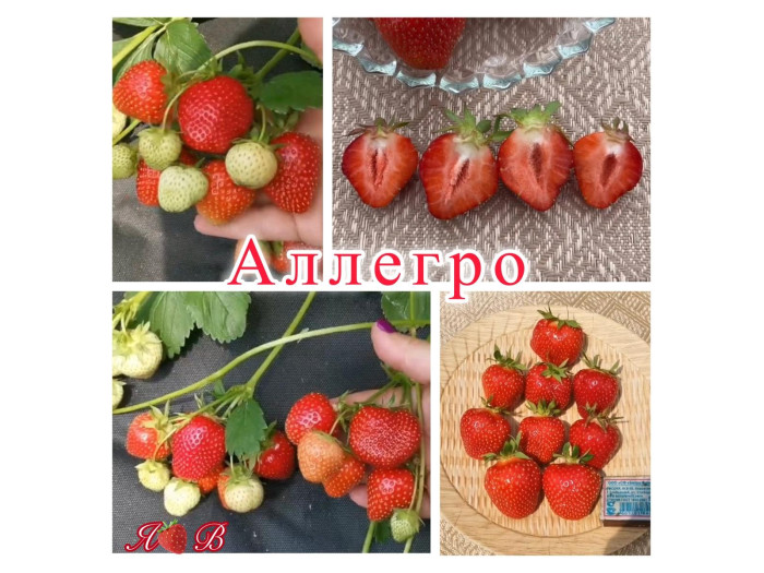 Клубника ранняя Аллегро саженцы