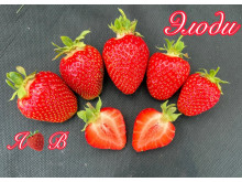 Клубника ранняя Элоди саженцы