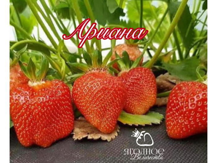 Клубника ранняя Ариана саженцы
