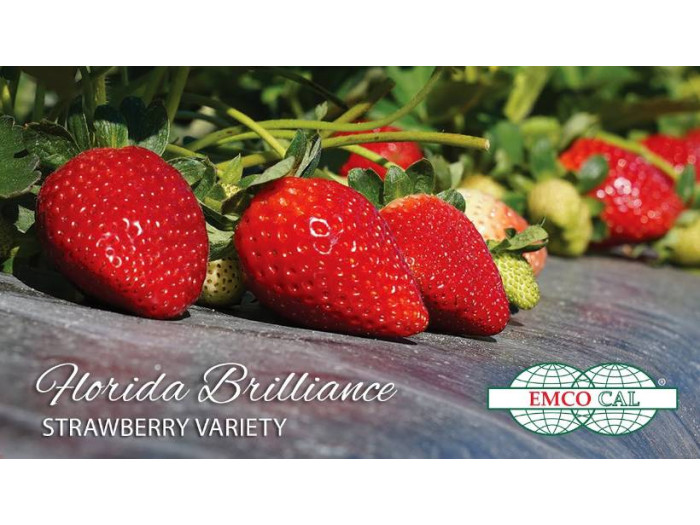 Клубника ранняя Флорида Бриллианс (Florida Brilliance) саженцы