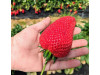 Клубника ранняя Флорида Бриллианс (Florida Brilliance) саженцы
