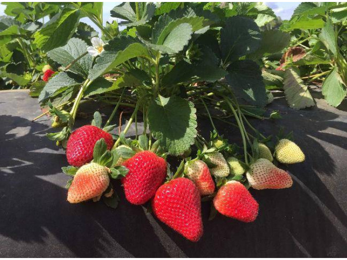 Клубника ранняя Флорида Бриллианс (Florida Brilliance) саженцы