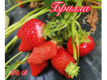 Клубника ранняя Брилла саженцы