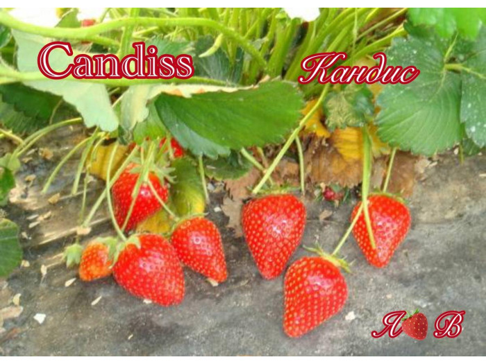 Клубника ранняя Кандис саженцы