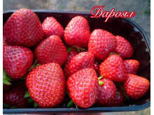 Клубника ранняя Дароял саженцы