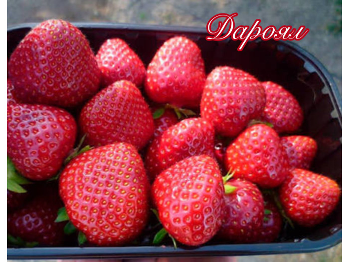 Клубника ранняя Дароял саженцы