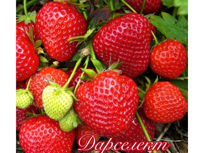 Клубника ранняя Дарселект саженцы