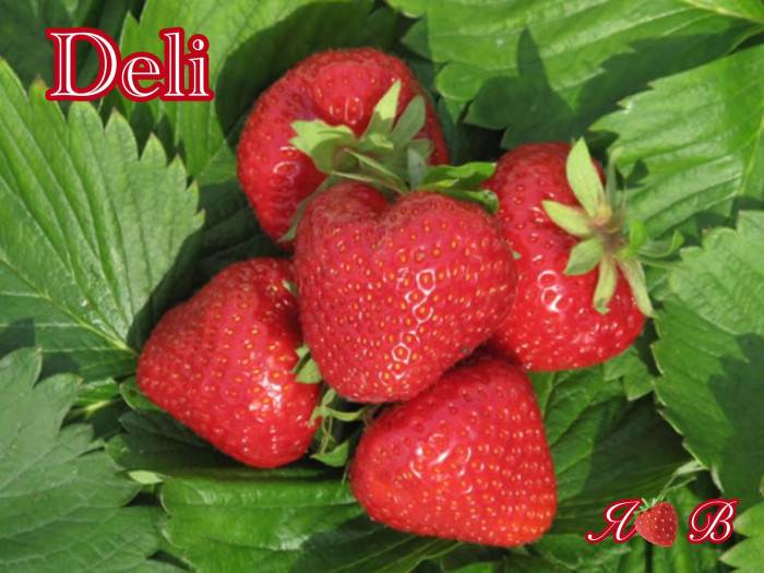 Клубника ранняя Deli - Дели саженцы
