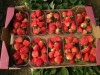 Клубника ранняя Fandango - Фанданго  саженцы