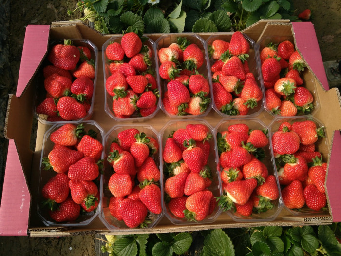 Клубника ранняя Fandango - Фанданго  саженцы