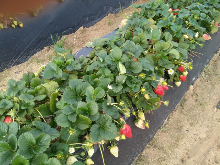 Клубника ранняя Fandango - Фанданго  саженцы