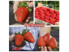 Клубника ранняя Фелисити саженцы