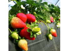 Клубника средняя Флорида Фортуна саженцы