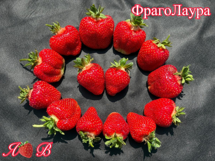 Клубника ранняя Фраголаура саженцы