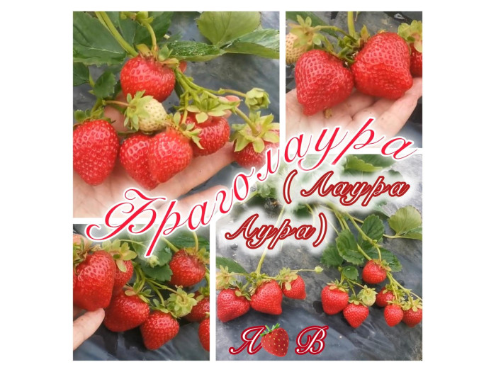 Клубника ранняя Фраголаура саженцы