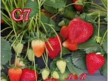 Клубника ранняя G-7 саженцы