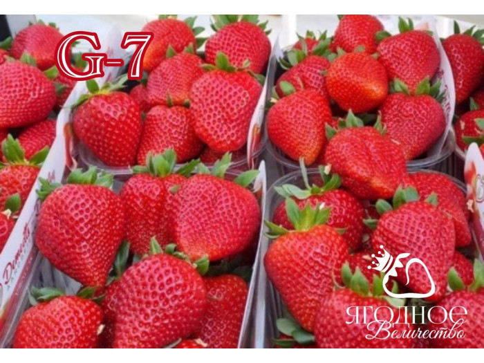 Клубника ранняя G-7 саженцы