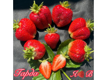 Клубника ранняя Гарда саженцы