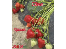 Клубника ранняя Gina - Джина саженцы