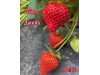 Клубника ранняя Gina - Джина саженцы