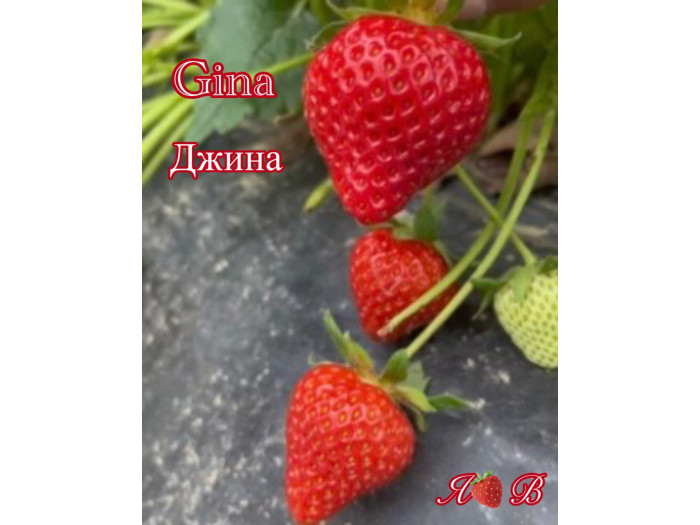 Клубника ранняя Gina - Джина саженцы