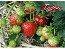 Клубника ранняя Глория саженцы