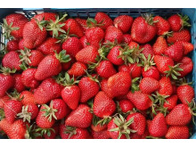 Клубника ранняя Клери саженцы