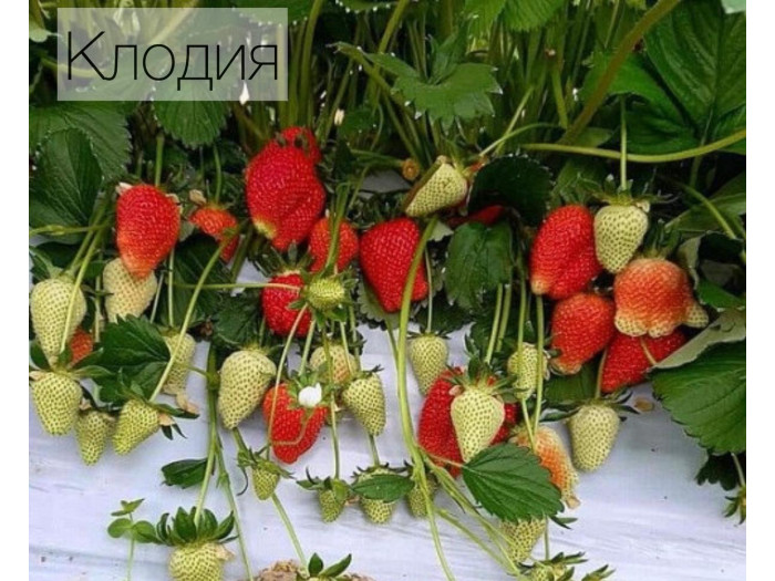 Клубника ранняя Клодия саженцы