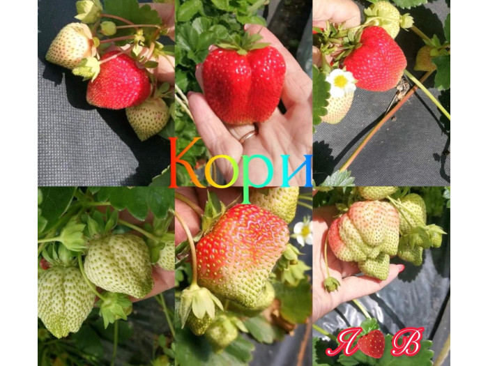 Клубника ранняя Кори саженцы