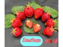 Клубника ранняя Ламбада саженцы