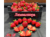 Клубника ранняя Лимвалнера (Limvalnera)  саженцы