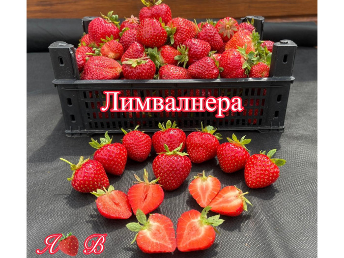 Клубника ранняя Лимвалнера (Limvalnera)  саженцы