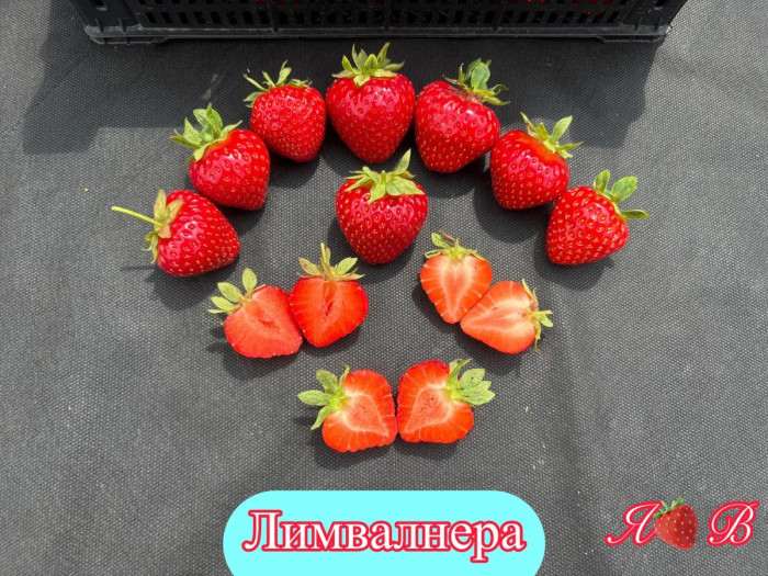 Клубника ранняя Лимвалнера (Limvalnera)  саженцы