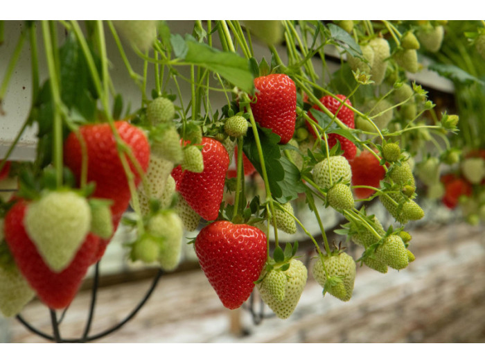 Клубника ранняя Meggy саженцы